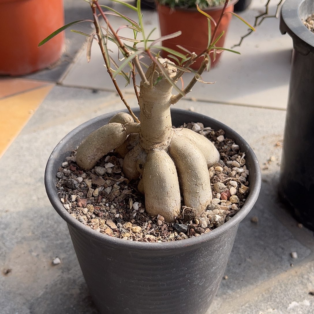 柳叶麒麟块根一物一拍