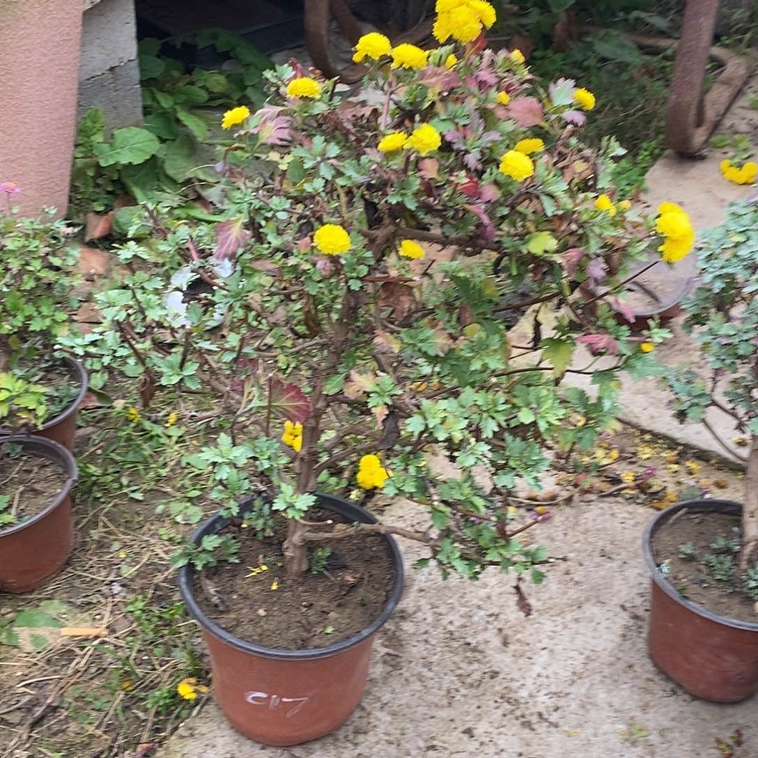 半***欢完全开放菊花菊花