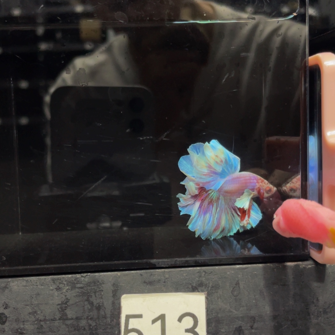 海水鱼哈哈哈哈513