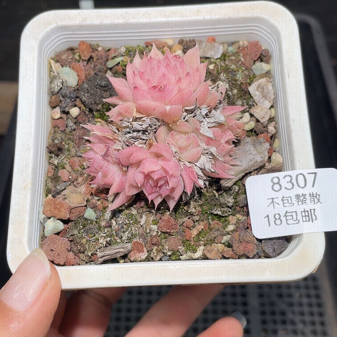 8307。麦秆。 不包整