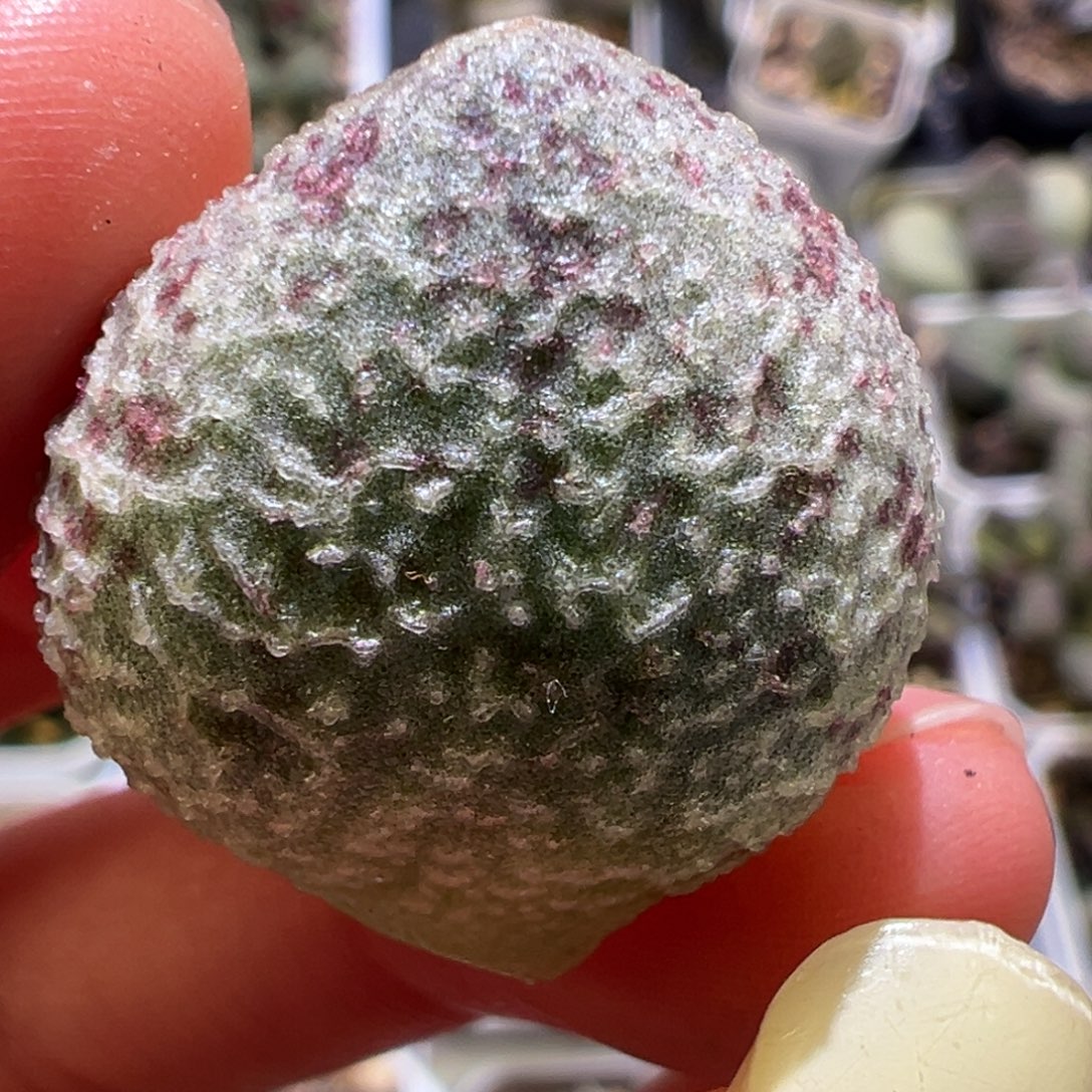 彩蝶叶子多肉植物水泡