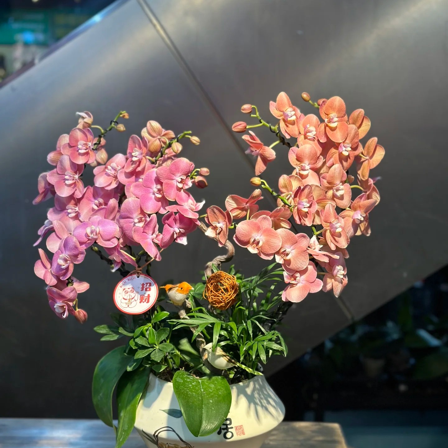 鲑鱼蝴蝶兰花苗3.0加高杯仅是花苗