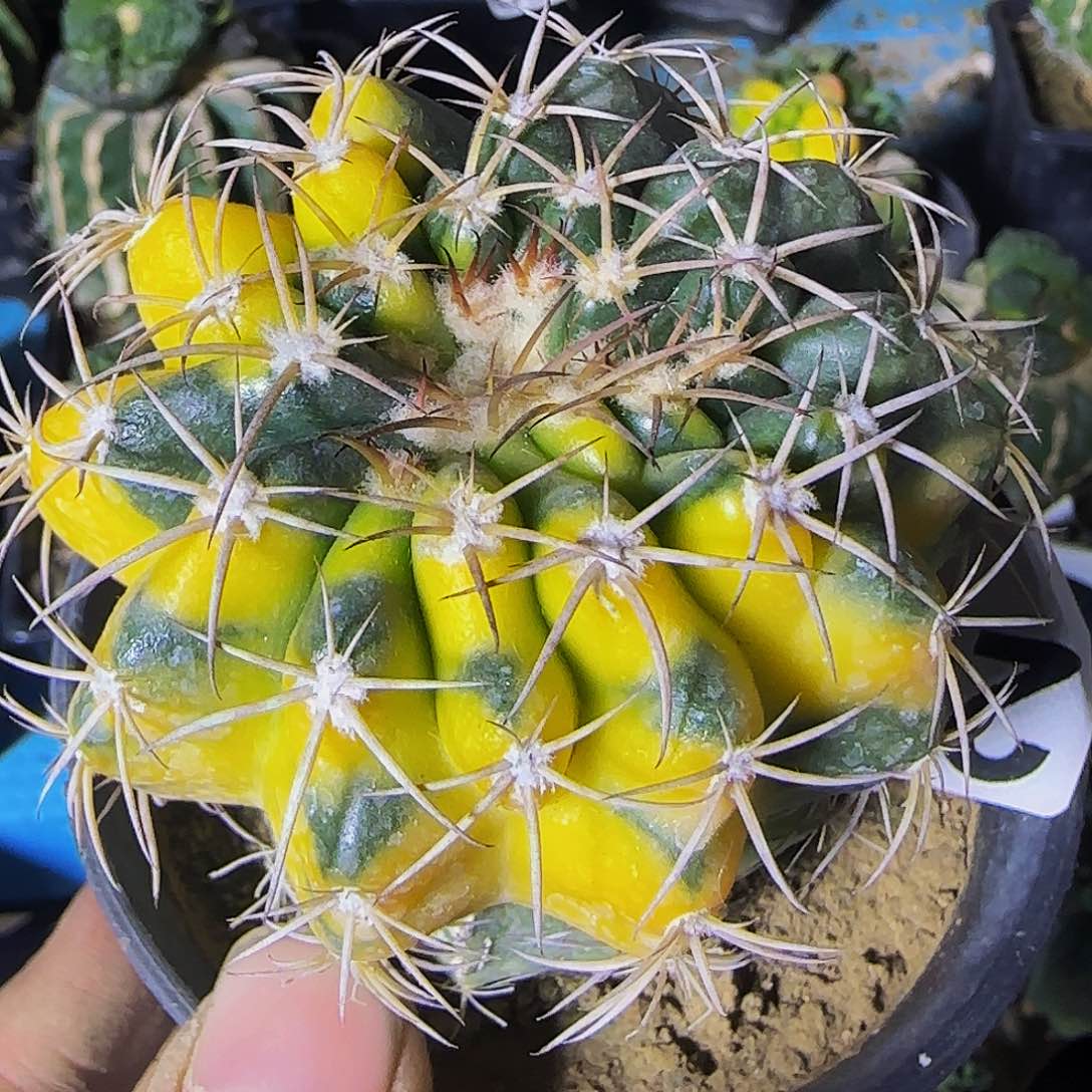 圆盘玉锦244xian ren qiu