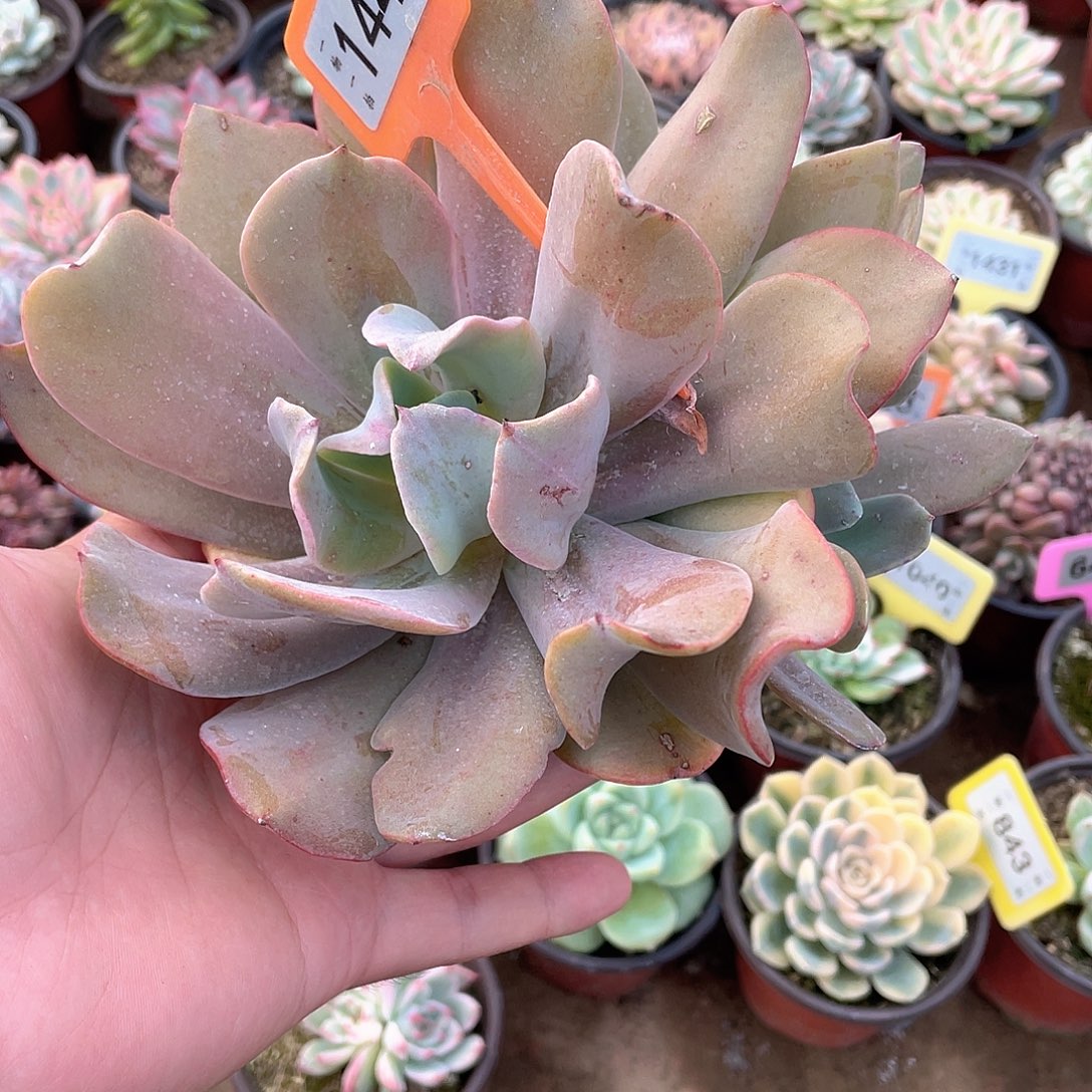 H****144号多肉酱意面和