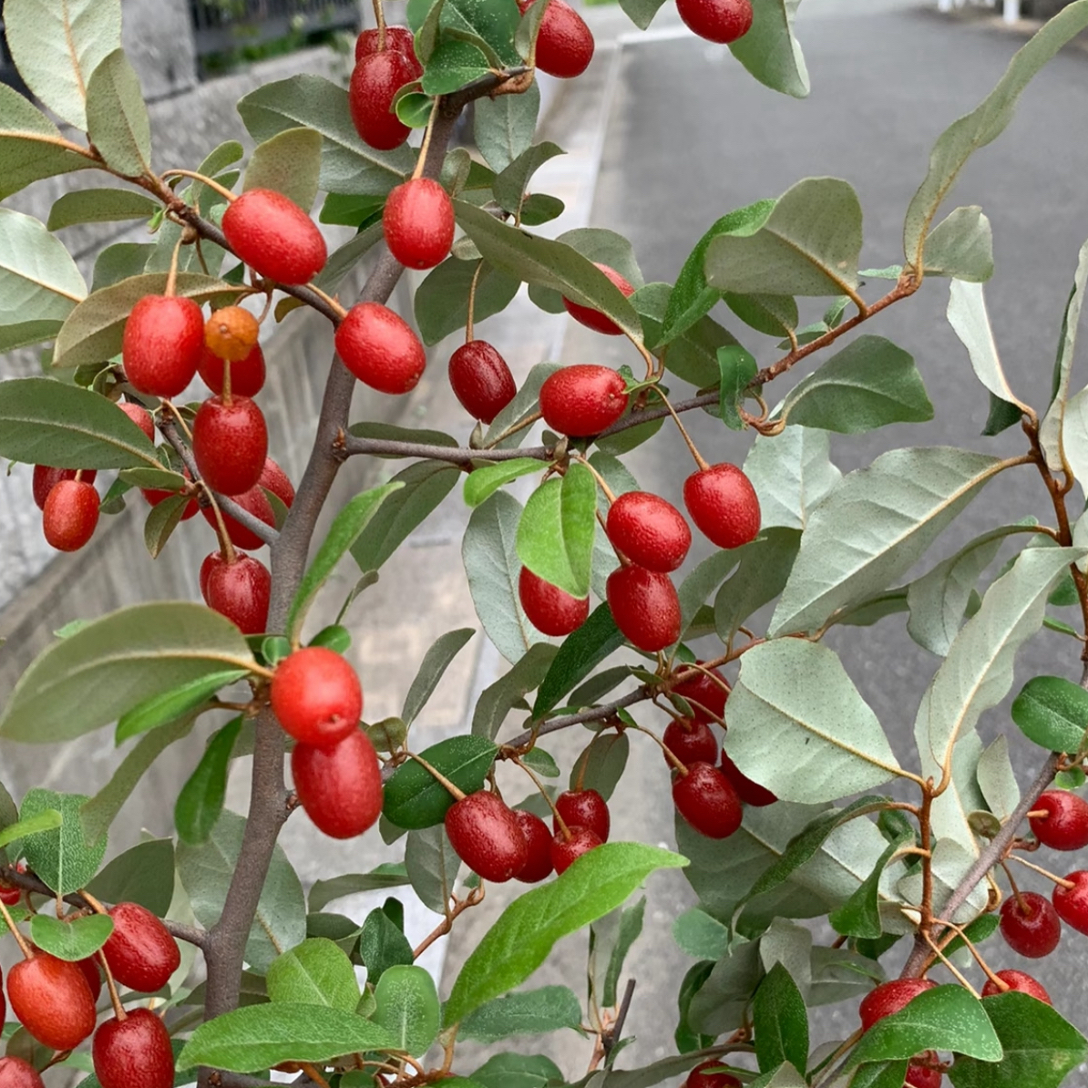 羊奶果绿植苗园艺花卉胡秃子绿植树苗带土带叶南北方可种植