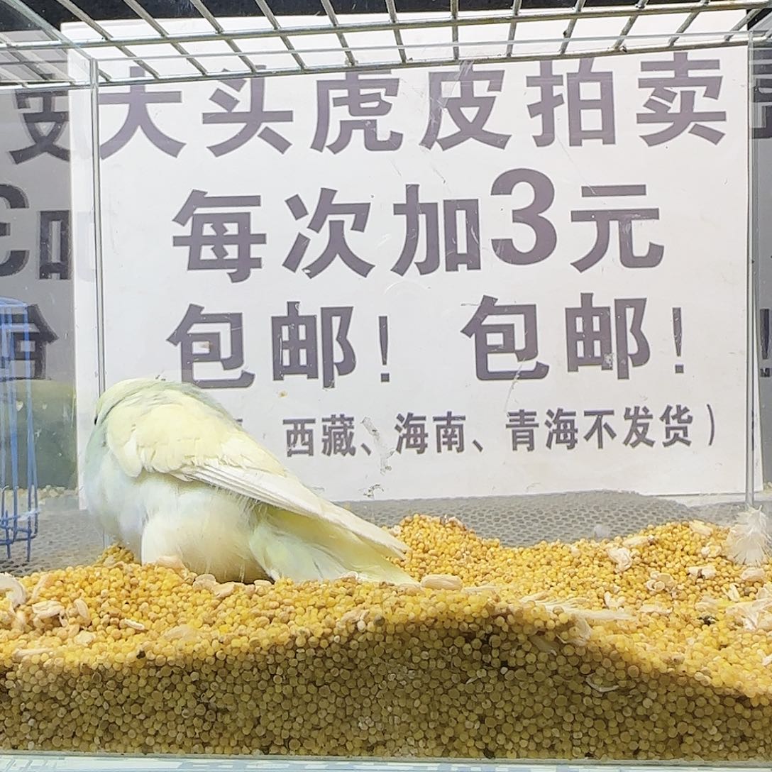 虎皮鹦鹉大头鹦鹉