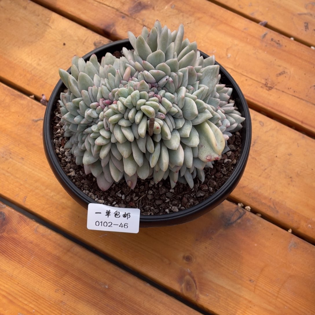 纯***士0102-46梦露锦缀，，，，，，