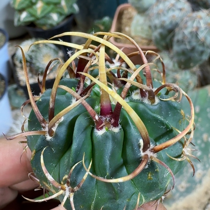 福利苗接龙剑811