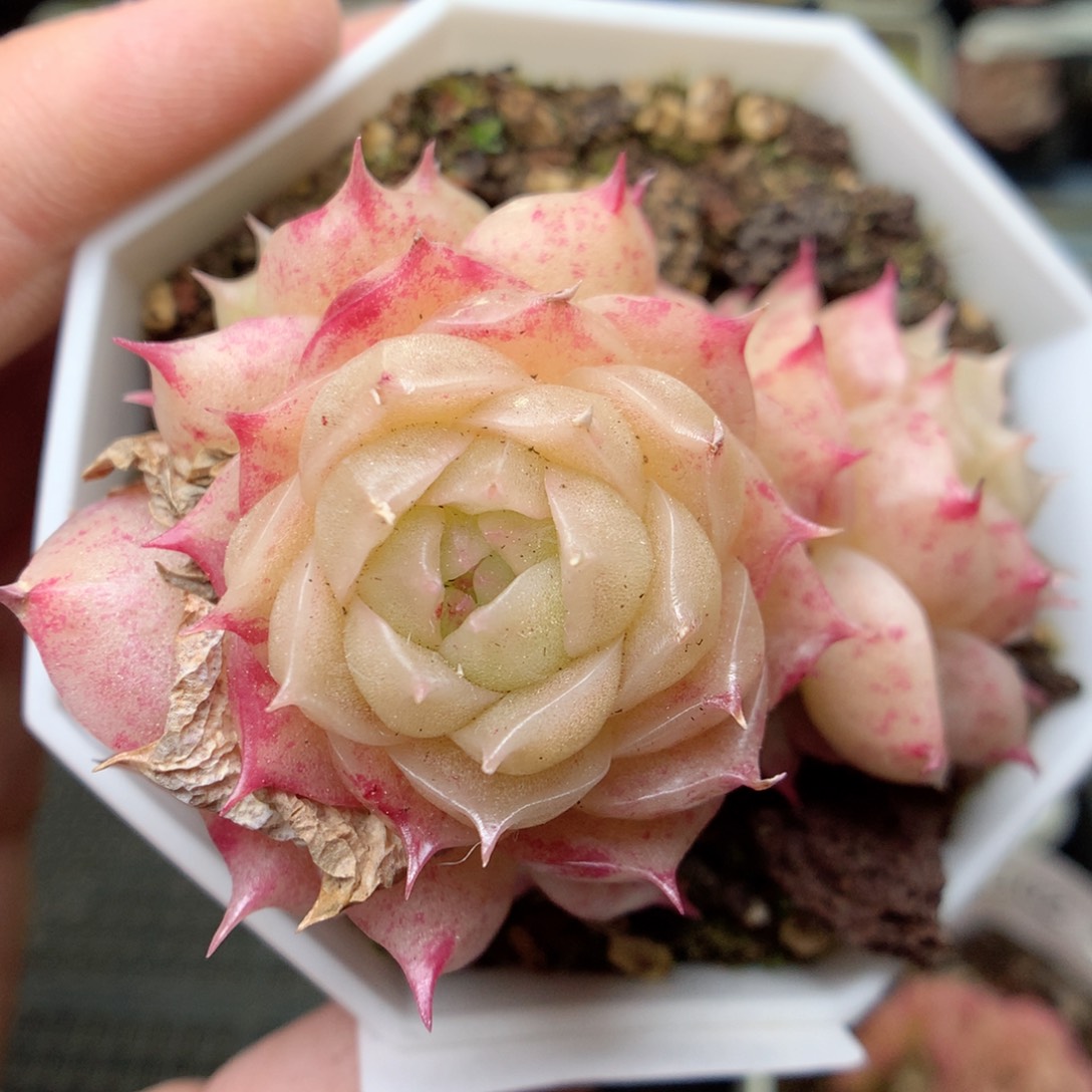 X106 ，20包邮两天凑单