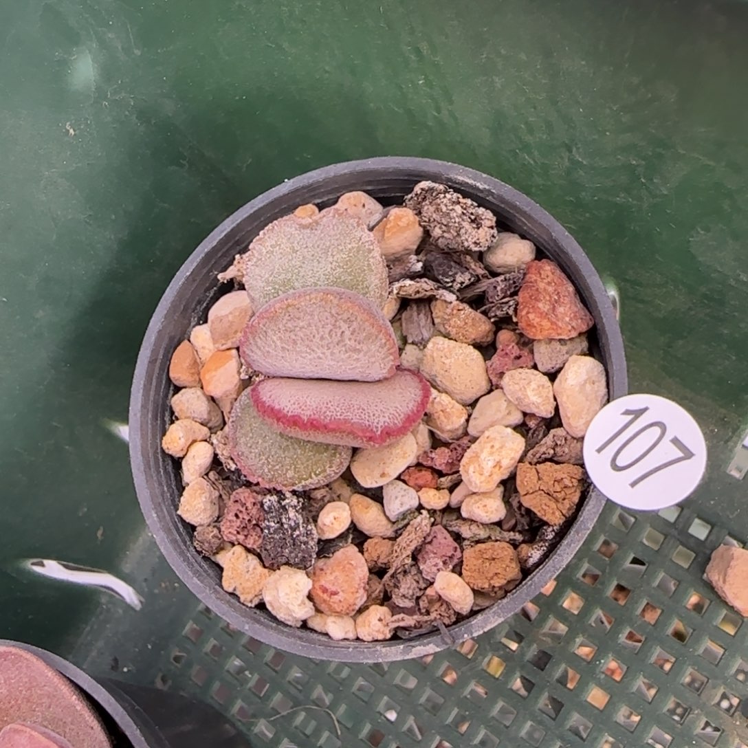 900号磨砂蛋多肉植物107