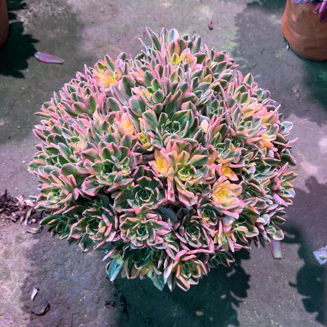 多肉植物甜茶581