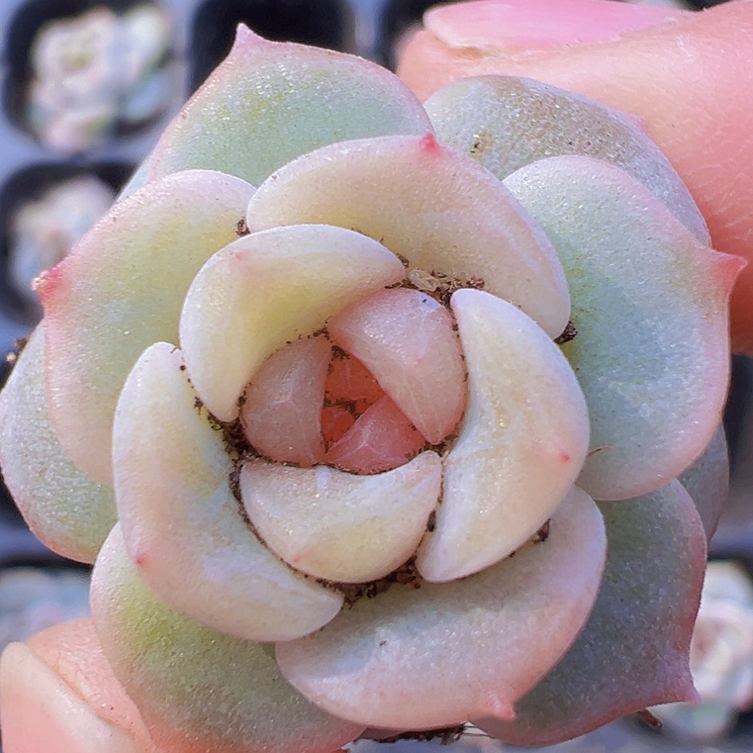 玉盏苗3颗19包邮多肉