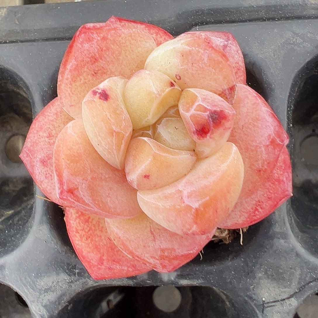 冰玉石化粉红体1278号