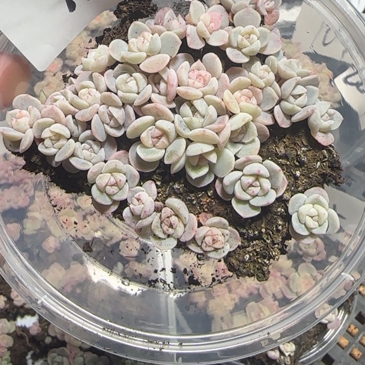 107王者系列种播苗一盒