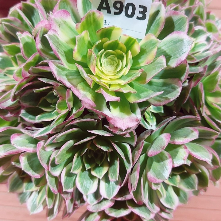 花***音903，海王手捧优选