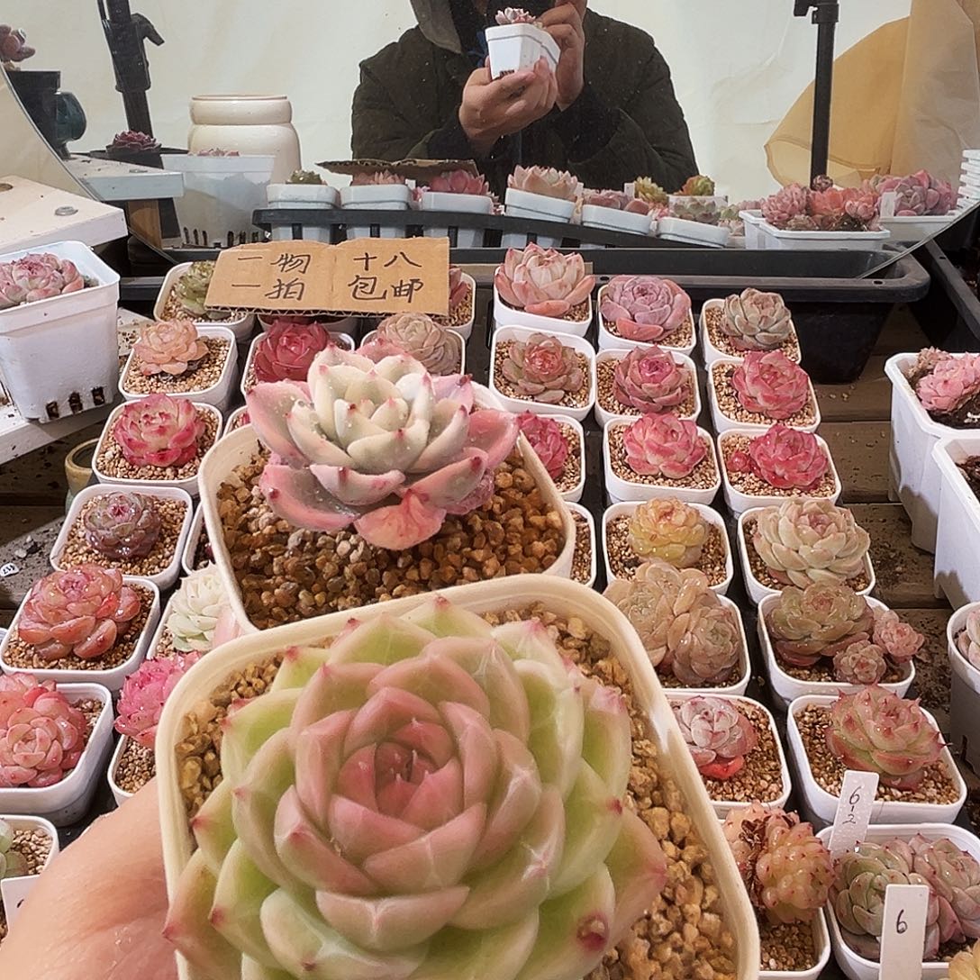 乖***兔多肉植物一物一拍