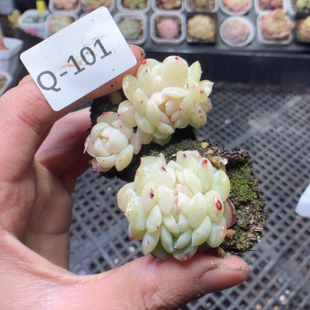 此***色无花朵Q101。yyyyyyyy