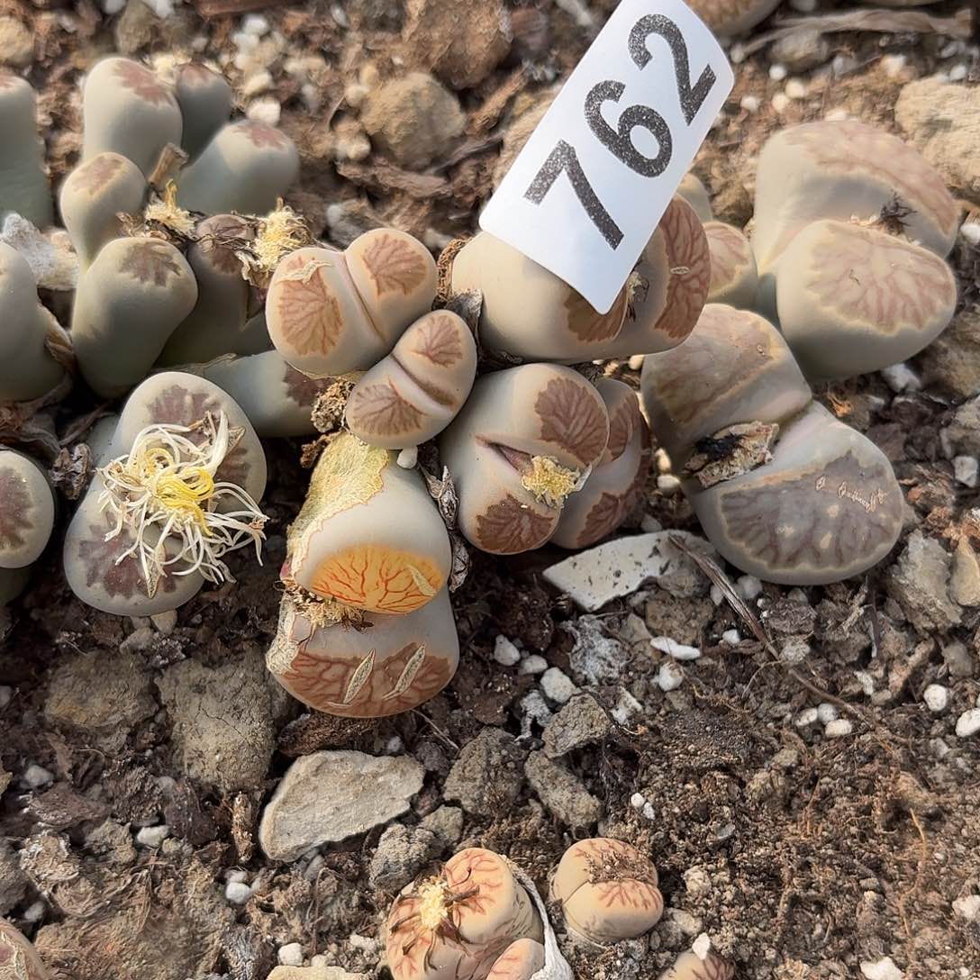 快***坊生石花一物一拍特价762