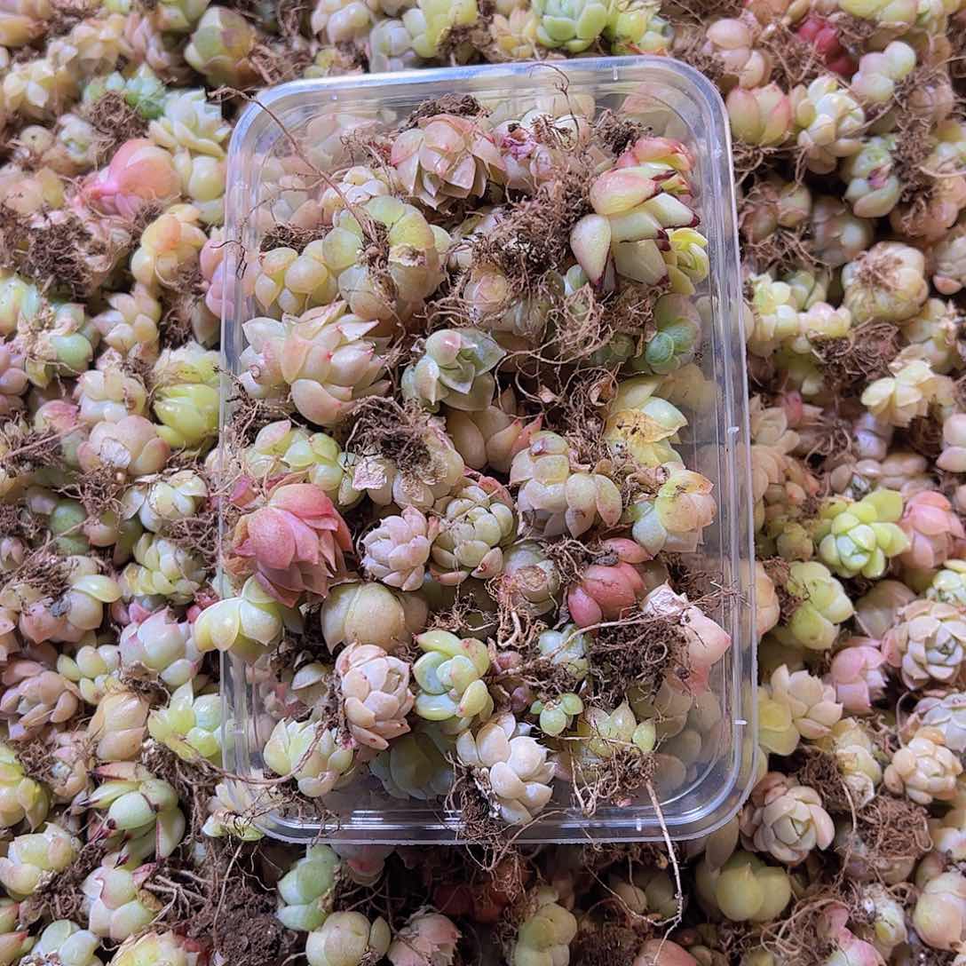 大卡拉蜜保底50颗量拍