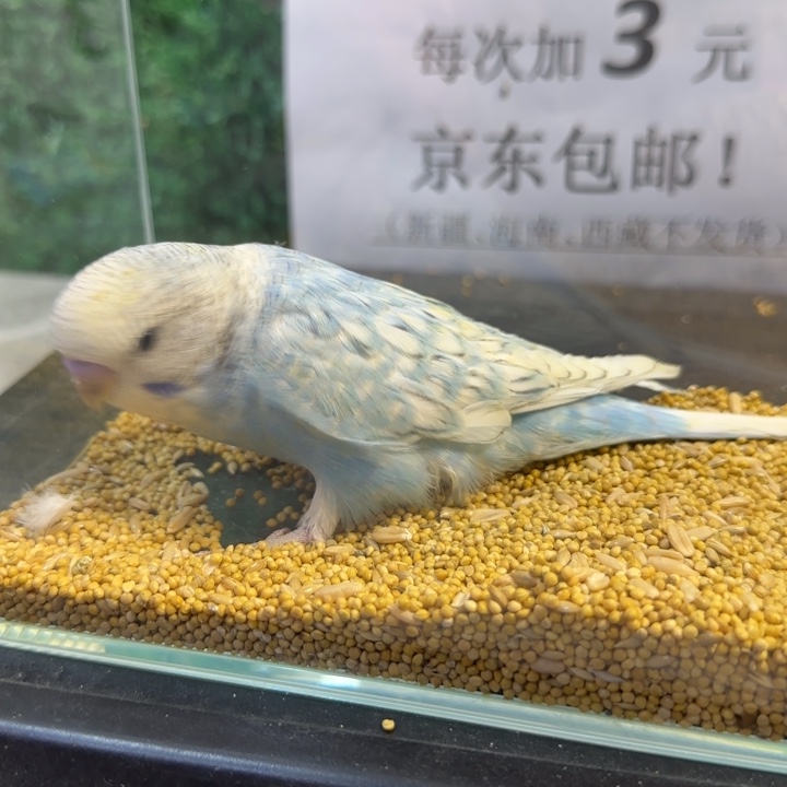 虎皮鹦鹉大头虎皮鹦鹉