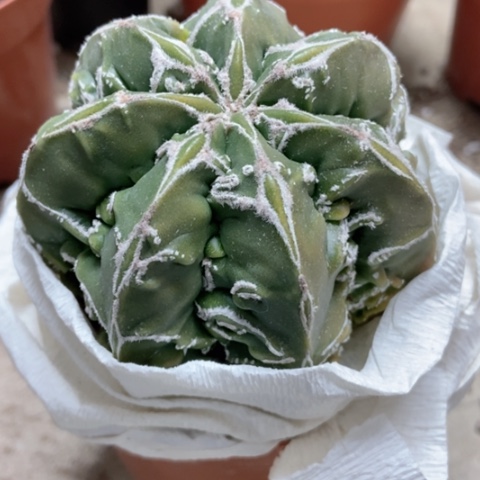 七角核桃仙人球35米