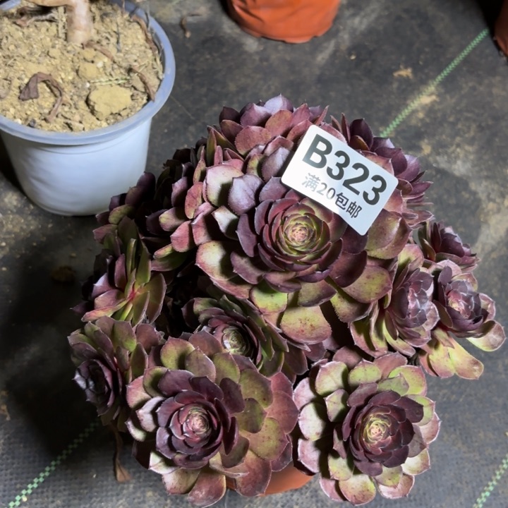 瑞妈一物一拍323