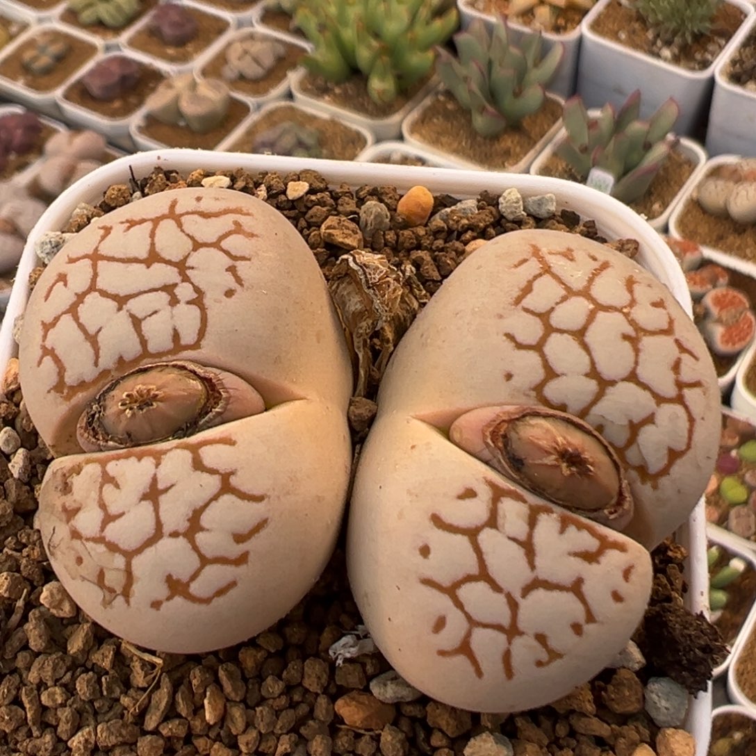 30多肉植物百科植物