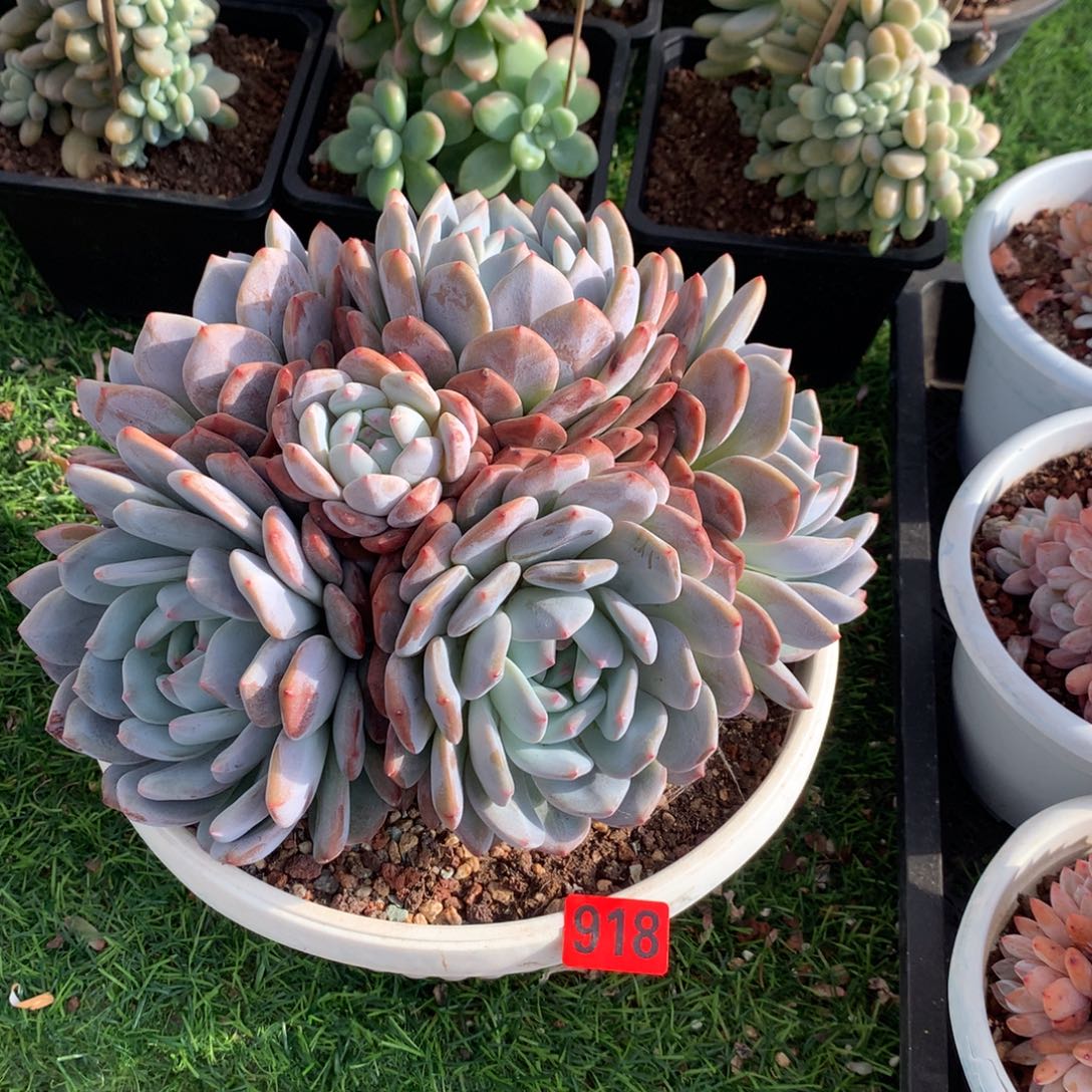 918橙子11111111111111