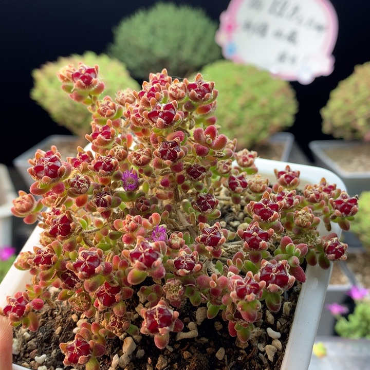 141实生红宝石。           