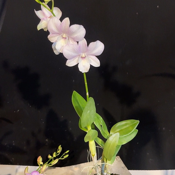 当前无花朵，栽培后可花朵雪媚娘优选271