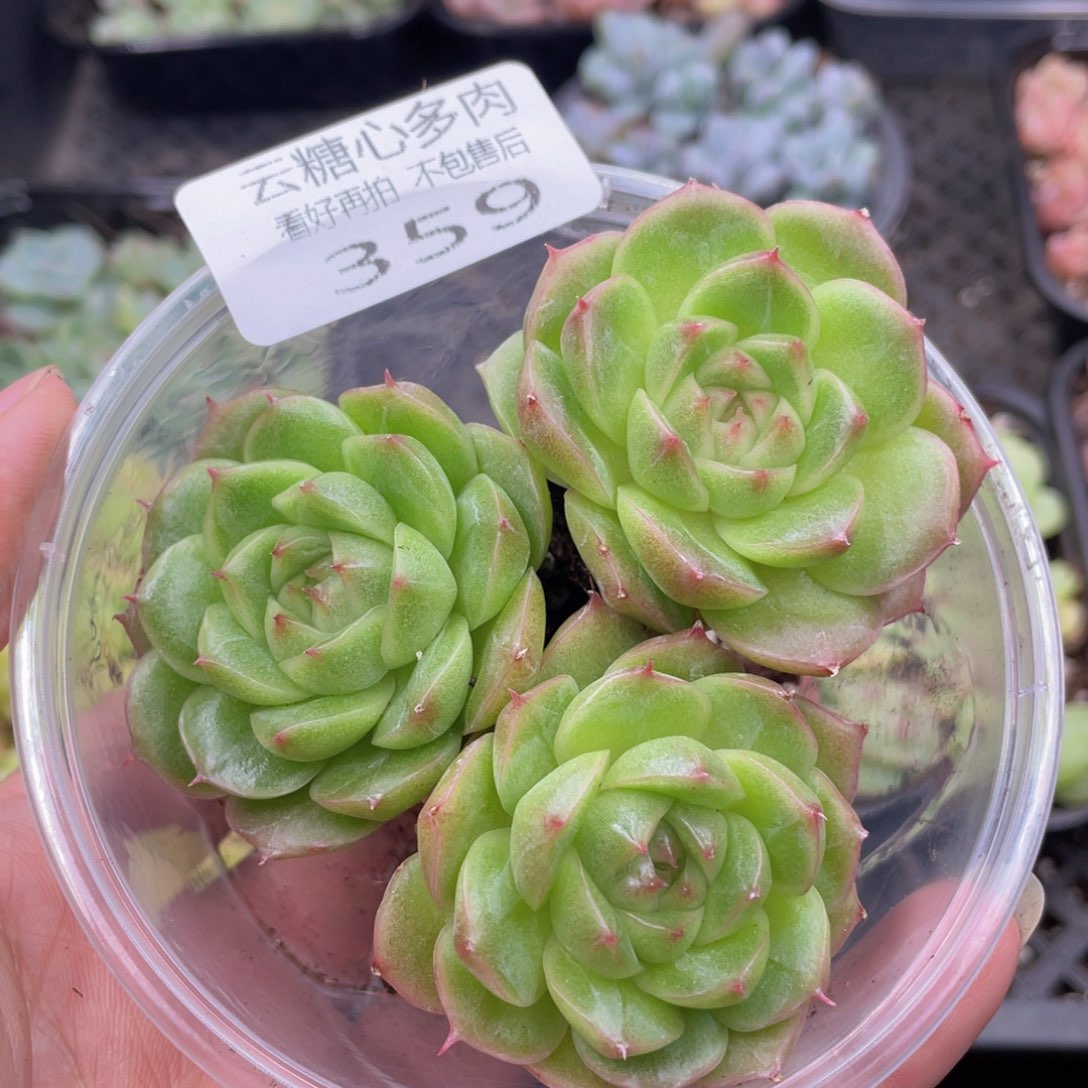 云糖心多肉植物359
