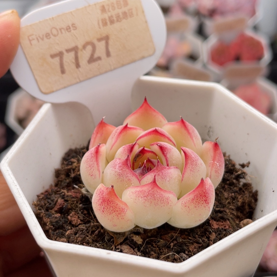 勾魂仙子7727-3.5厘米