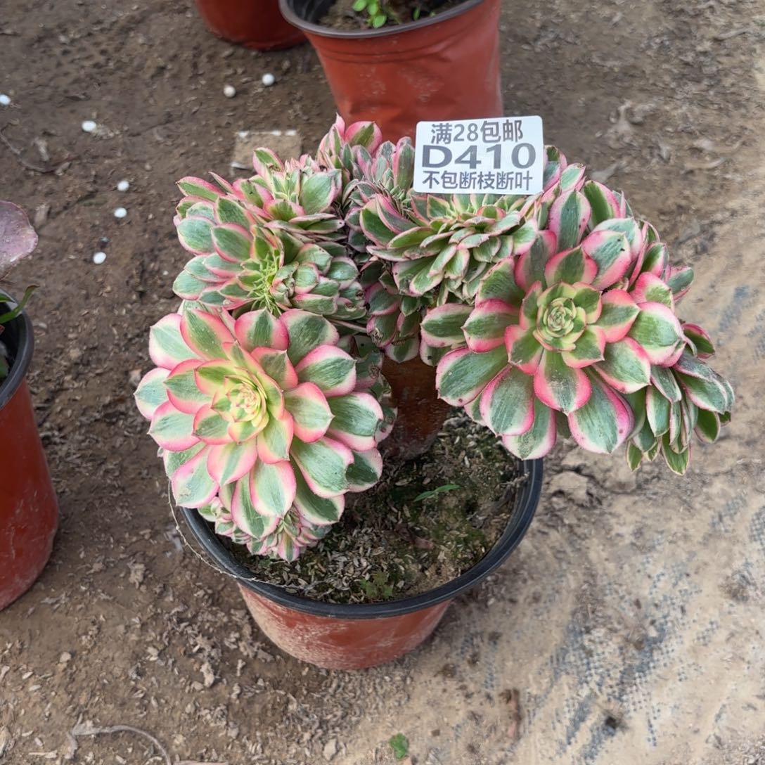 M. 410倾城缀多肉1？ad