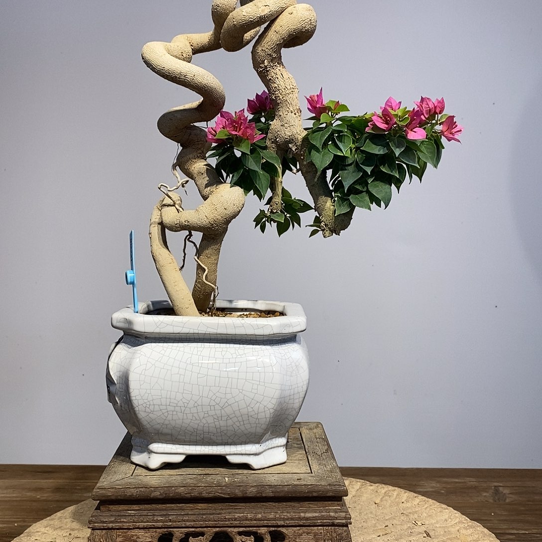 无花朵三角梅高度41厘米左右