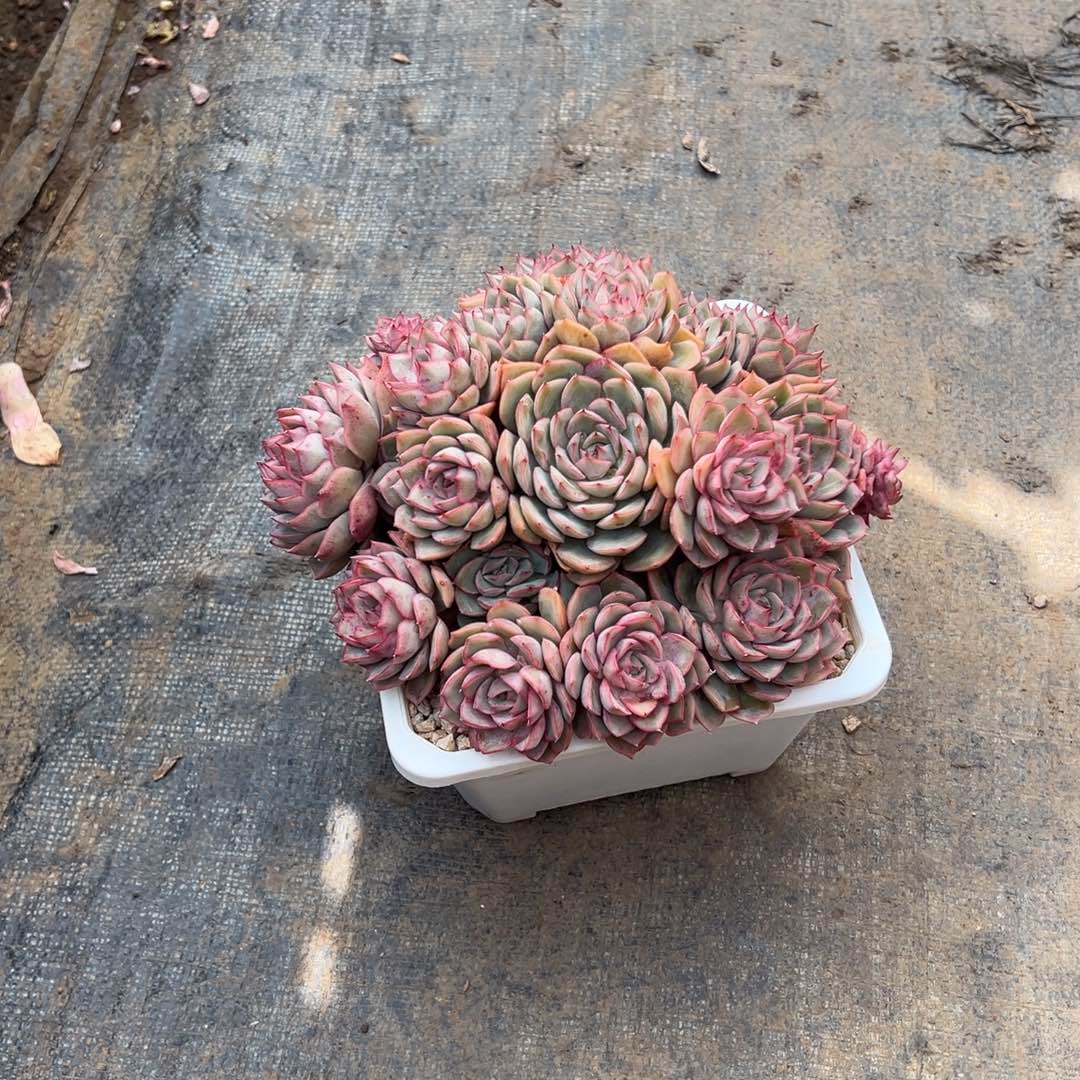 精品猎户座群生裸根 加快递费