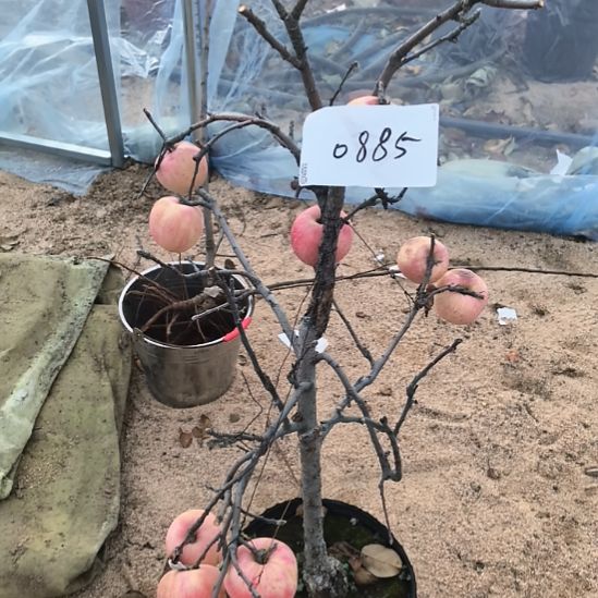 无花朵小高杆精品苹果盆栽