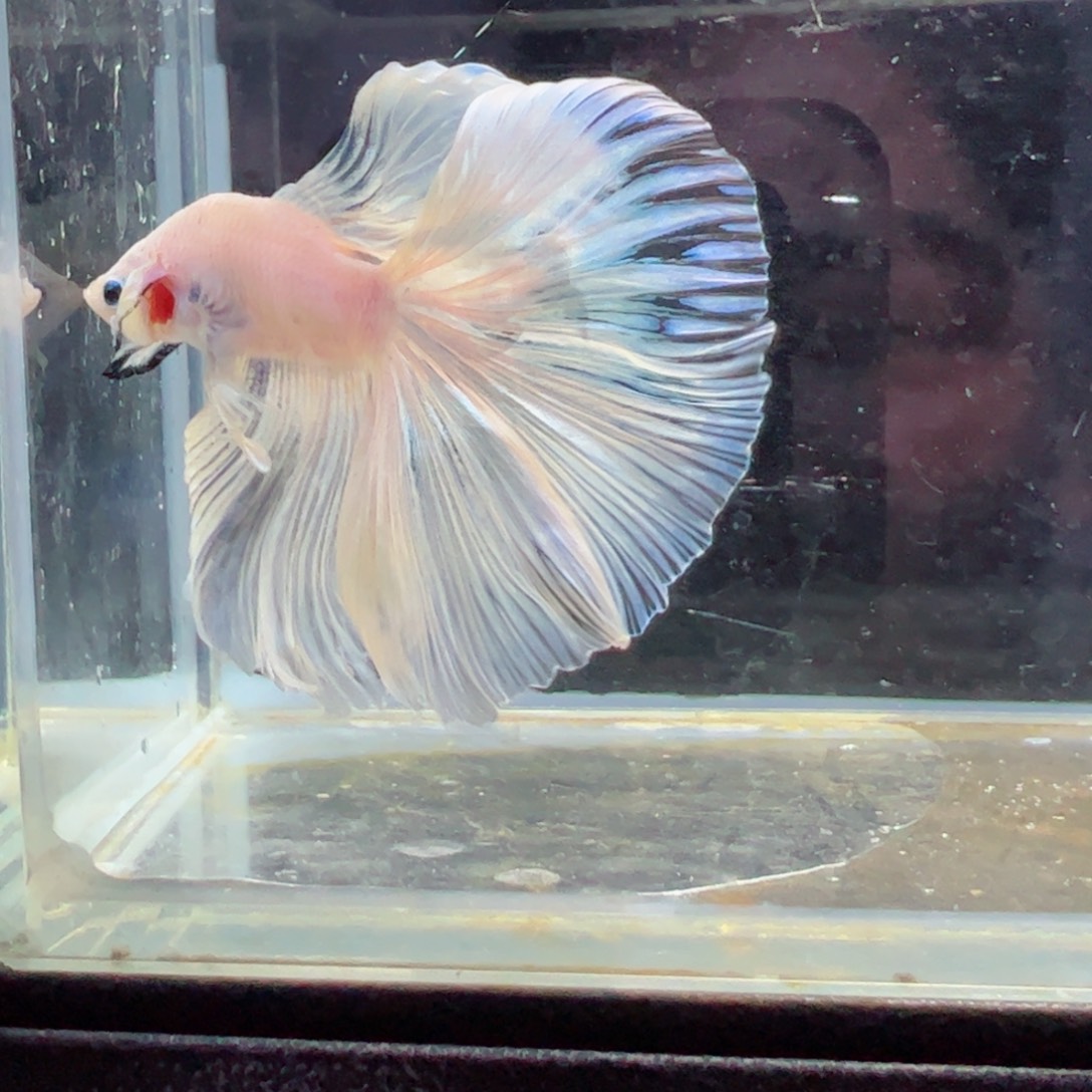 斗鱼浅色特殊尾hhhh