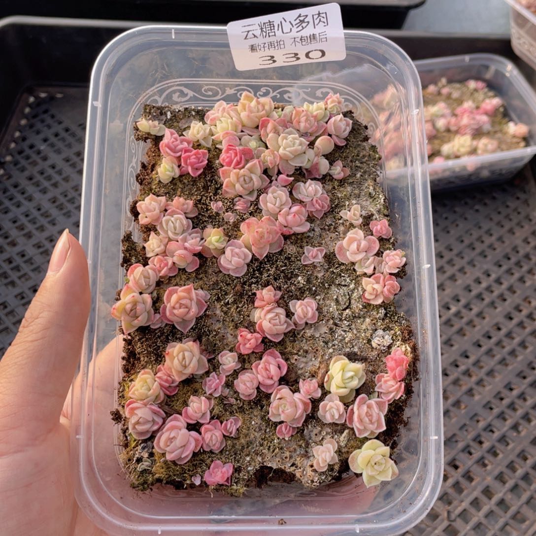 云糖心多肉植物330