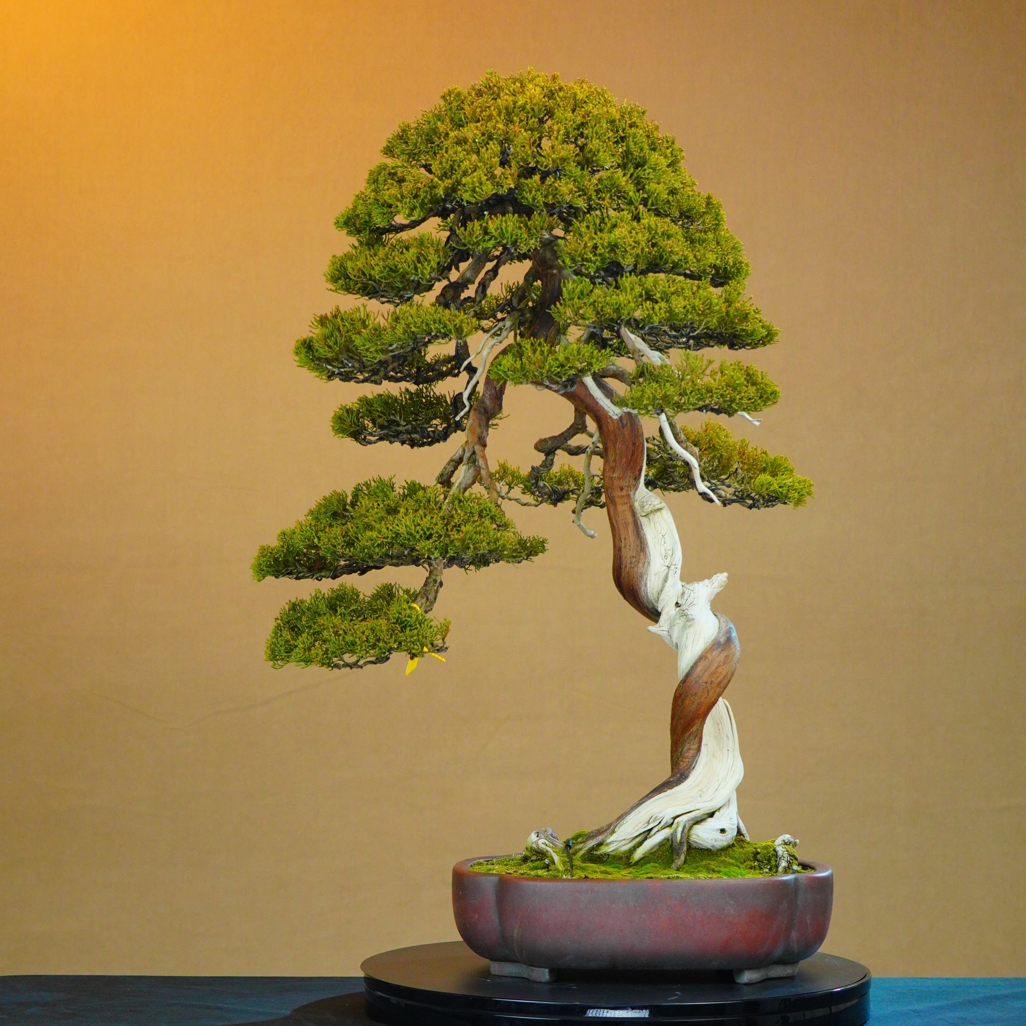 [一园盆栽］文人扭杆系鱼川真柏