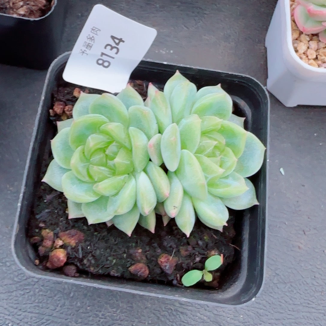 泼天富贵，8134多肉植物