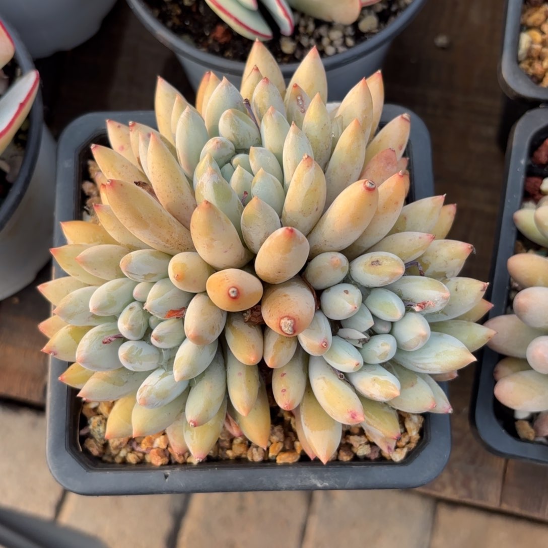 全部花朵所罗门3头