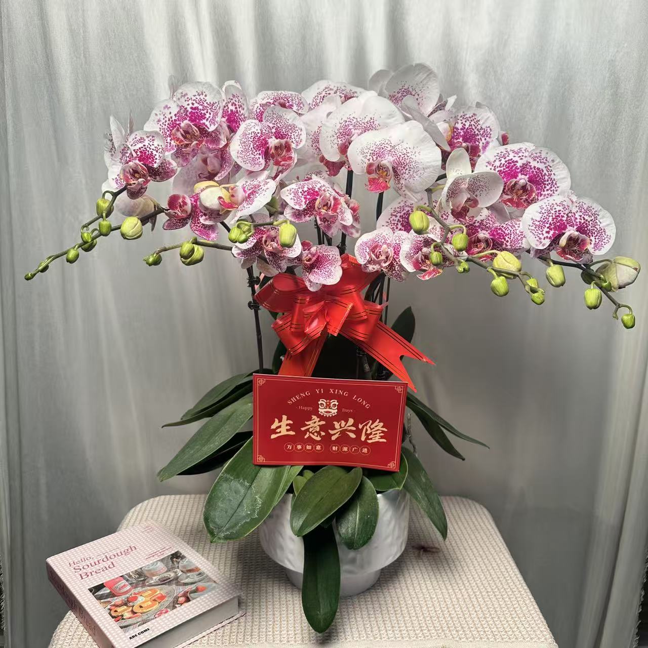 江南蝶【龙树枫叶】美式现代稀缺款蝴蝶兰乔迁送礼必入耐开耐养耐活