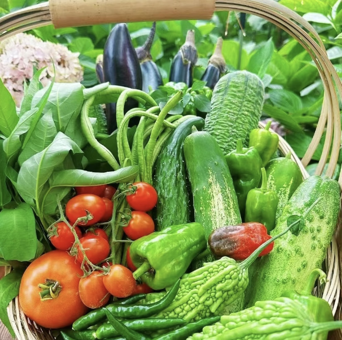 农家自种蔬菜组合链接