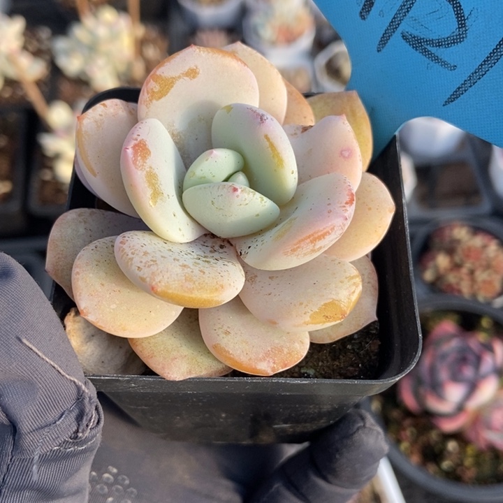 121奶茶多肉植物保护