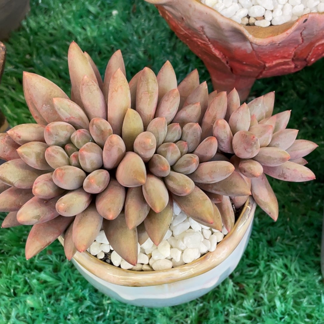 红蜻蜓多肉植物盆栽多肉