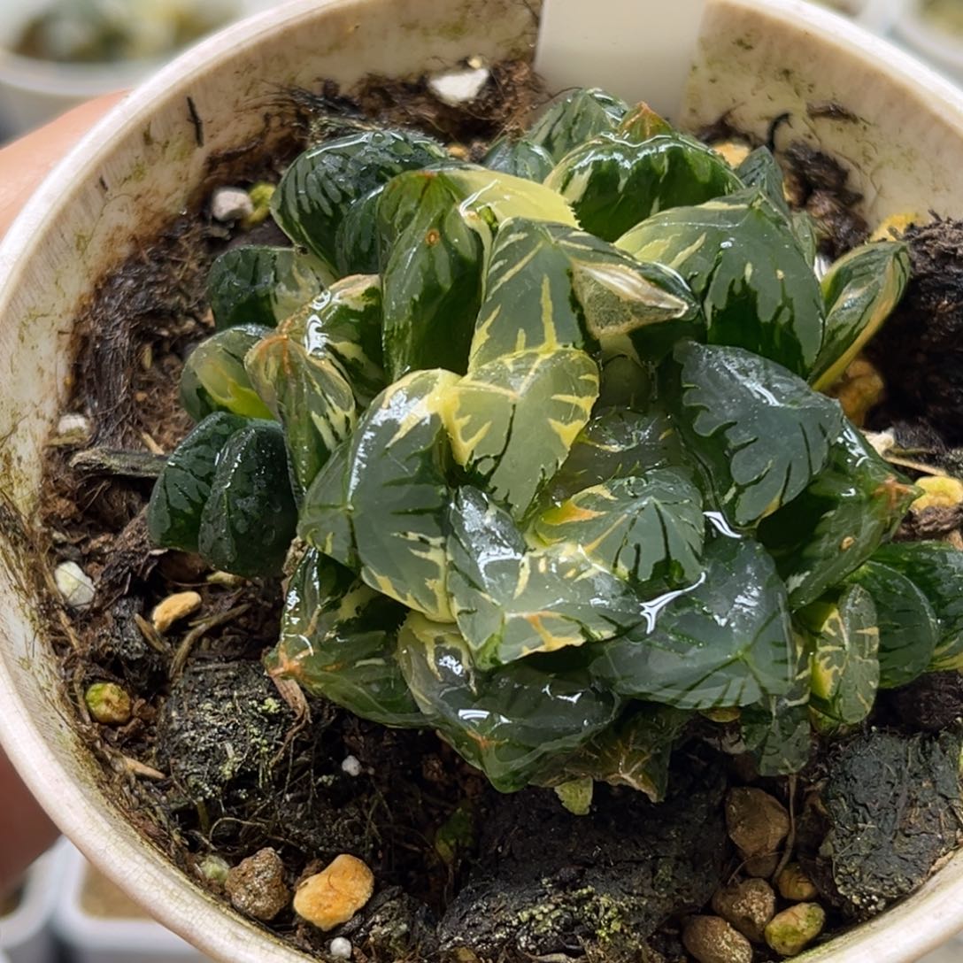 26花水晶玉露锦带仔（叶片有伤介意勿拍）福利专场