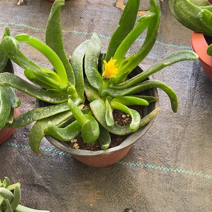 悟***醒佛手托金一物一拍223