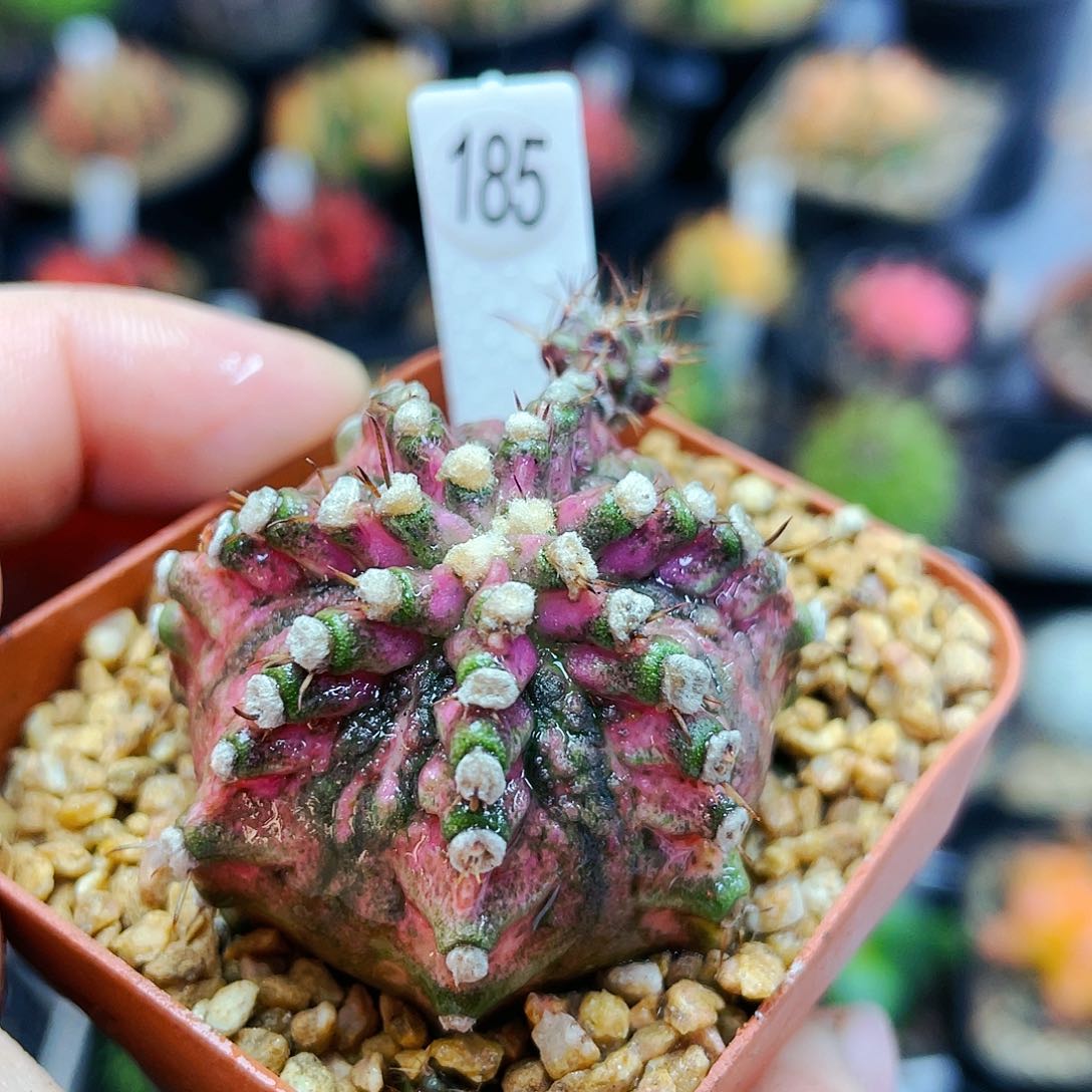 非偏远地区满25裸根发货仙人球