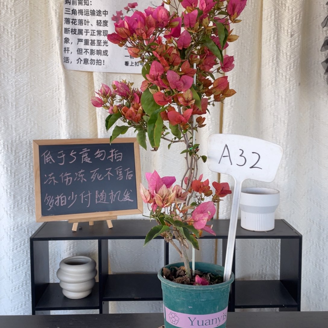 大量花朵（建议范围：8朵-15朵 或40%以上）阿朱娜A32