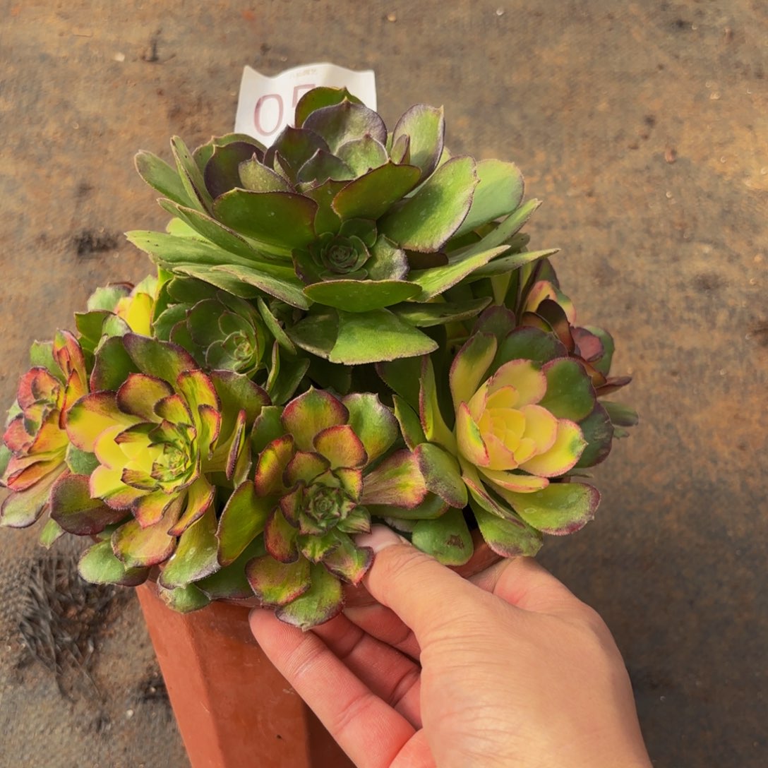 053多肉植物海王七彩